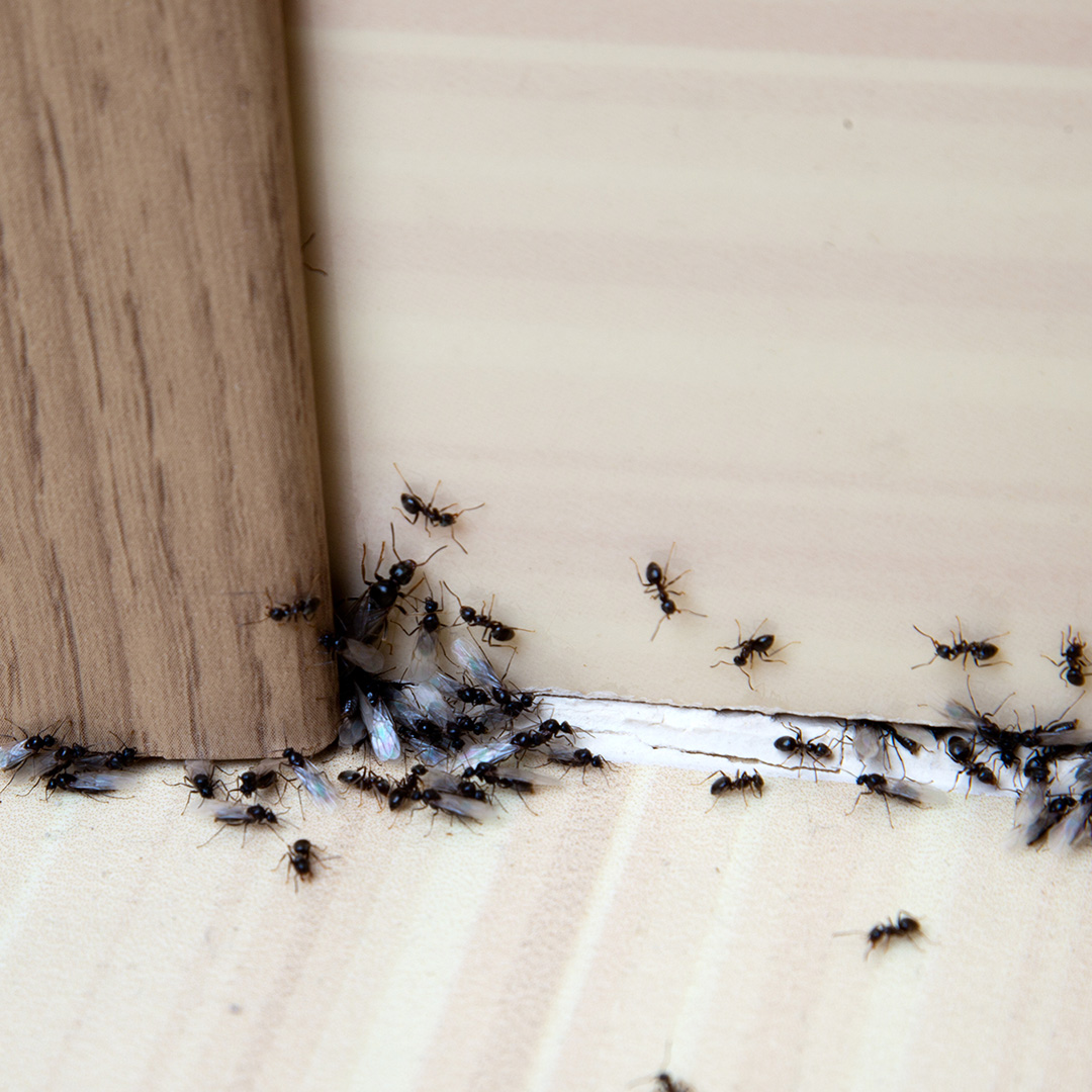 Ants on a roof